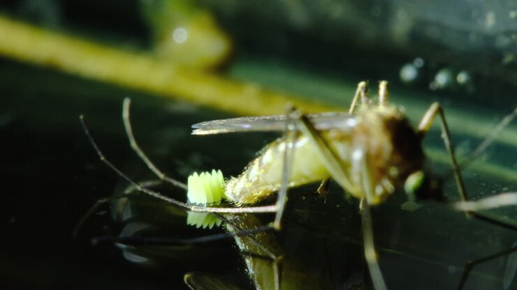 Close-up of a mosquito laying eggs on the surface of water