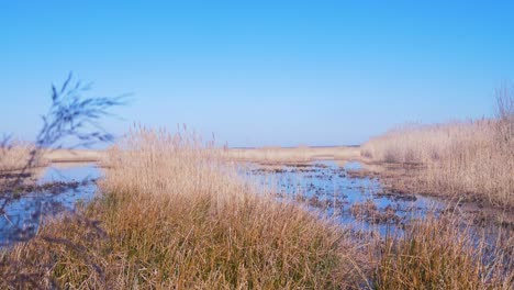 Trockenes-Beige-Schilf-Dampft-Im-Wind,-Schilfpflanzen-In-Der-Nähe-Des-Sees,-Naturpark-Pape-see,-Sonniger-Frühlingstag,-Breiter-Handschuss