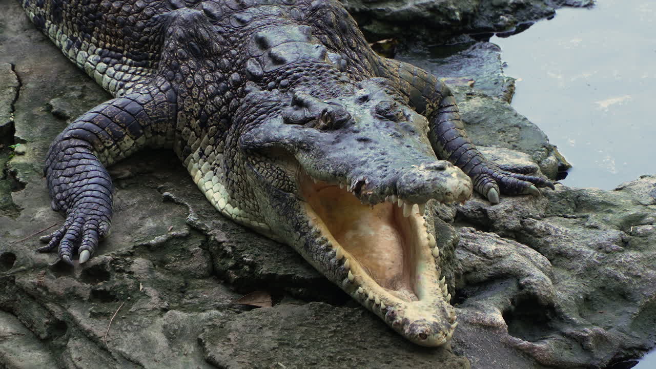 cocodrilo de agua salada - animal reptil salvaje de aguas saladas en el parque nacional de daintree en australia, tendido inmóvil junto al agua con las mandíbulas abiertas