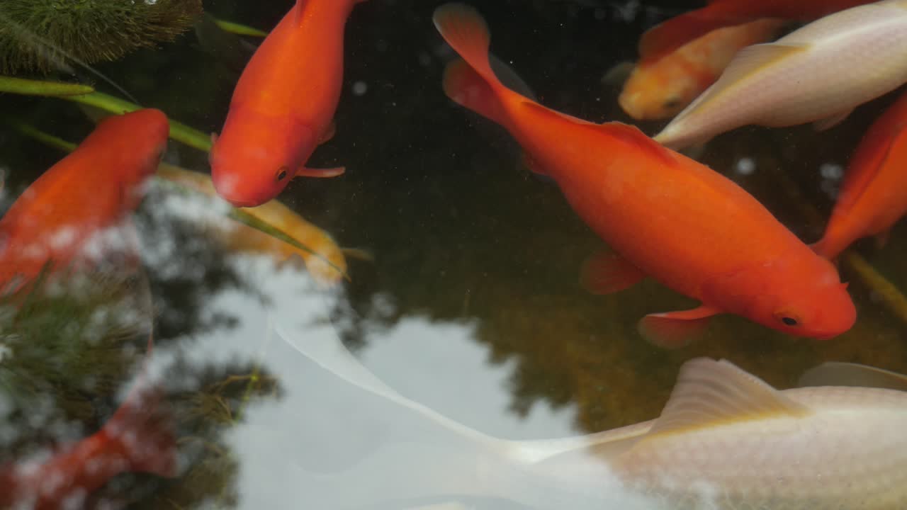 Koi carb swimming in pond