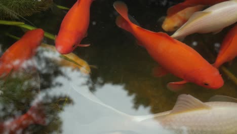 koi carb swimming in pond