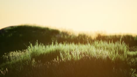 green field at sunrise with blue sky