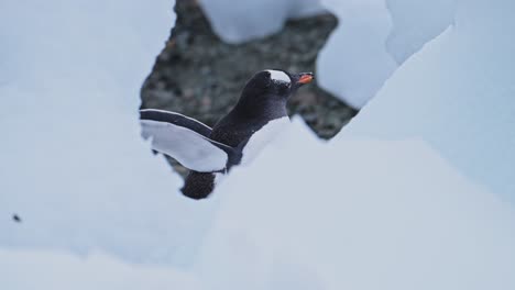 gentoo penguins with icebergs on beach in antarctica, penguin walking by ice on antarctic peninsula wildlife and animals vacation in winter