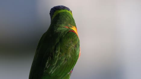 a vibrant parrot moves and looks around.