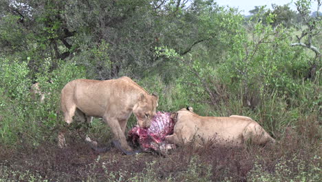 Mientras-Dos-Leonas-Se-Alimentan-Del-Cadáver-De-Un-Kudu,-Una-Lo-Voltea-Hacia-El-Otro-Lado.