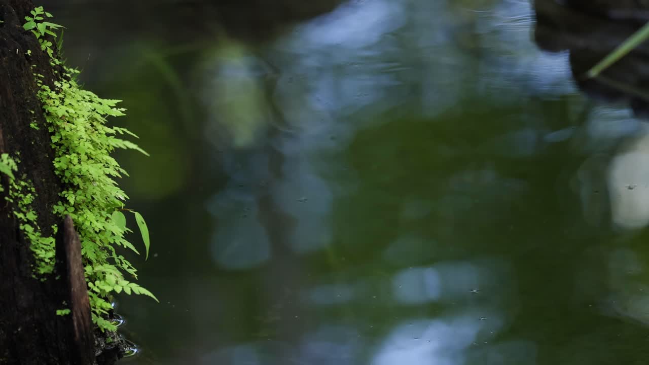 녹색 식물과 함께 흐릿한 물 반사