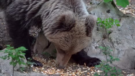 close up of female european brown bear sniffing for food and eating between rocks in the wild in slovenia