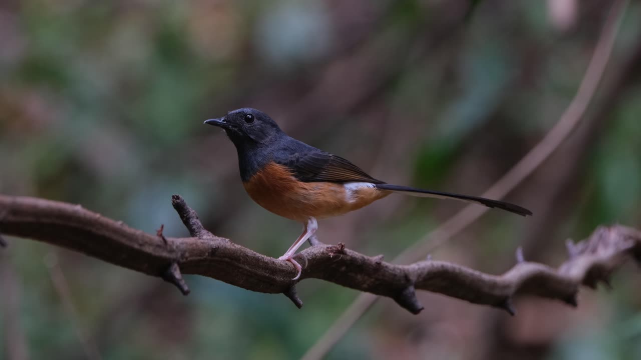 mirando hacia la izquierda mientras se encuentra en una vid luego mira hacia la cámara, hacia abajo y hacia arriba, shama copsychus malabaricus, tailandia
