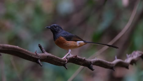 Facing-to-the-left-while-perched-on-a-vine-then-it-looks-towards-the-camera,-down-and-up,-White-rumped-Shama-Copsychus-malabaricus,-Thailand