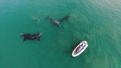 Ballenas-Francas-Australes-Junto-A-Un-Bote-Del-Zodiaco-Durante-Un-Tour-De-Avistamiento-De-Ballenas-En-Patagonia-Argentina-Drone-Shot-Birdeye