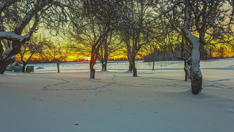 time lapse sunrise in snowy trees forest in winter rural riga, latvia