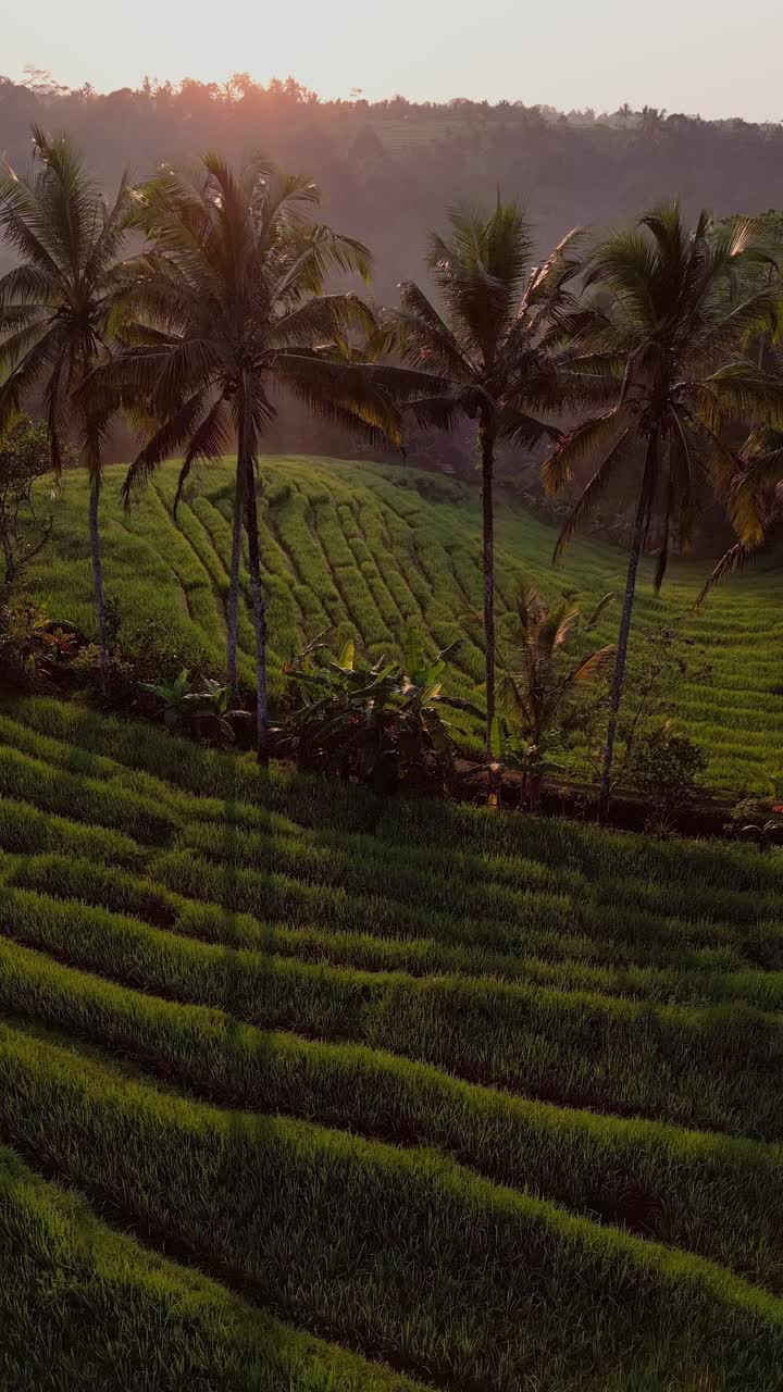Golden morning light bathes the lush Bali rice fields surrounded by ...