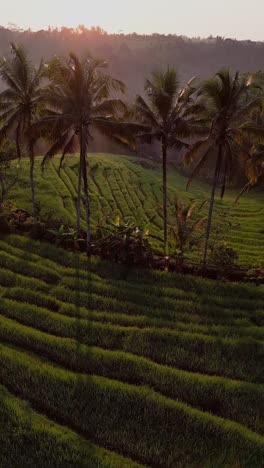 golden morning light bathes the lush bali rice fields surrounded by tall palm trees. the vibrant green paddies stretch across the landscape creating a peaceful tropical scene full of natural beauty.