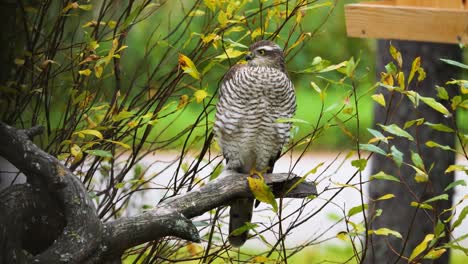 Spezieller-Wildbussard,-Der-Auf-Einem-Ast-Sitzt-Und-Sich-Nach-Beute-Umsieht