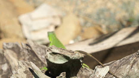 close-up of young green iguana crawling on old rustic log - slow motion