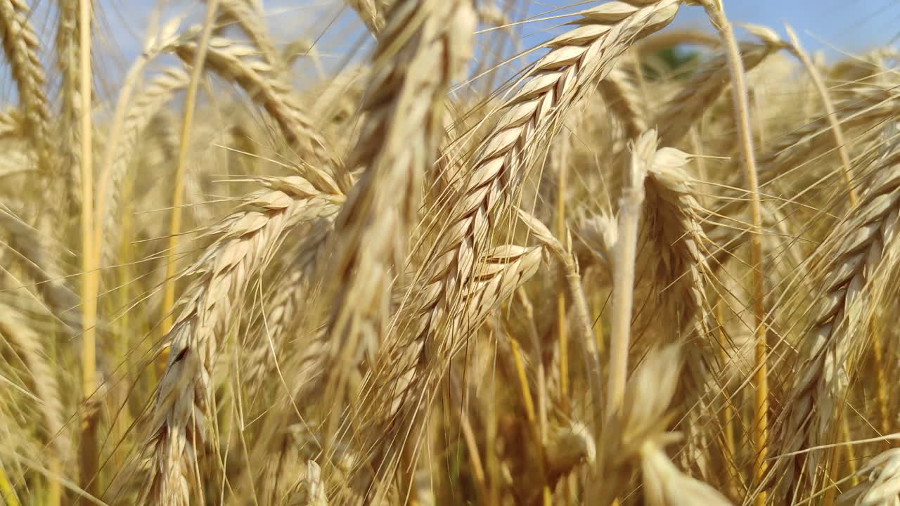 Close up of wheat, camera pushing forward through plants