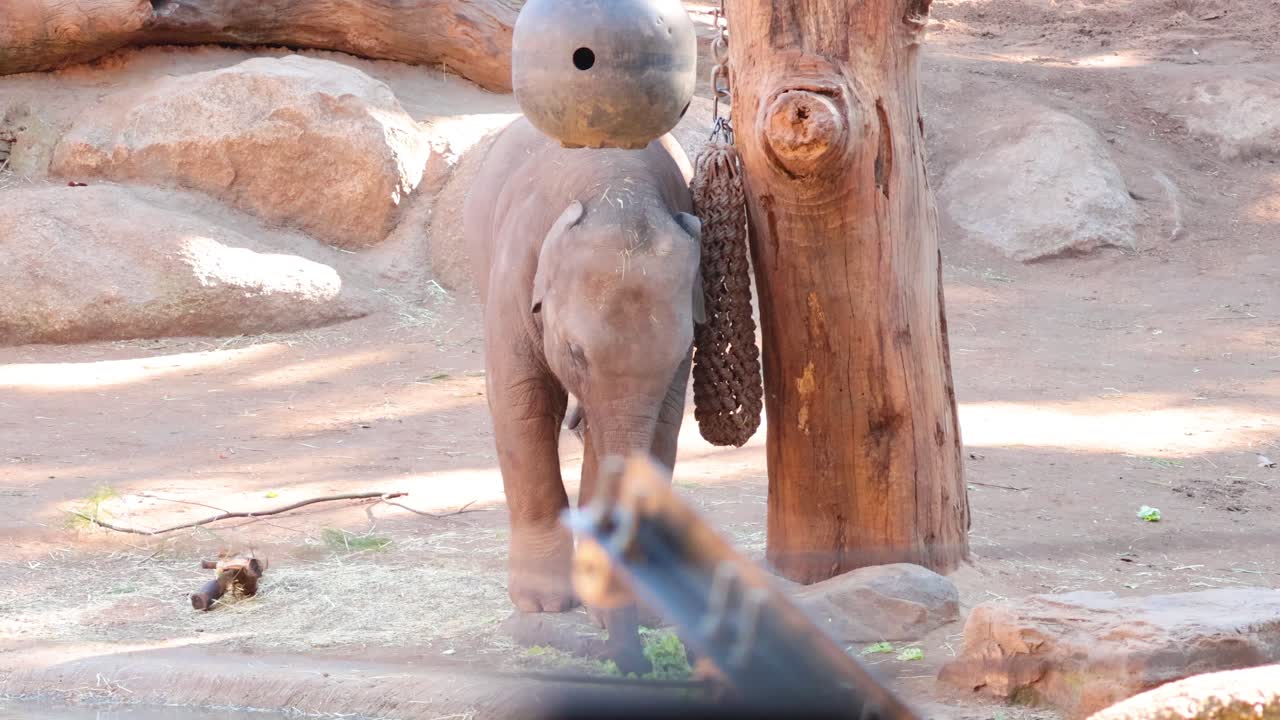 어린 코끼리가 풍성화 물체와 상호 작용합니다.