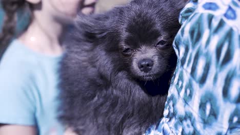 child holding a black pomeranian