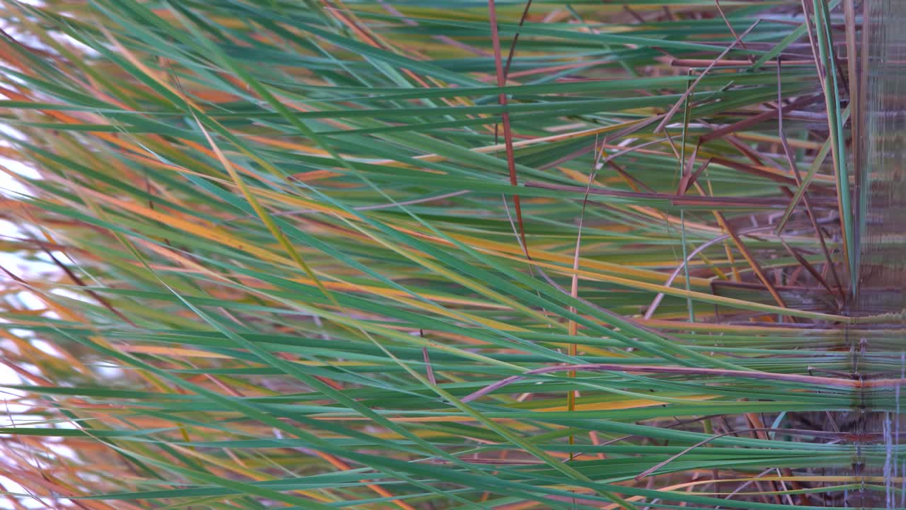 펄럭이는 습지의 수직 클립