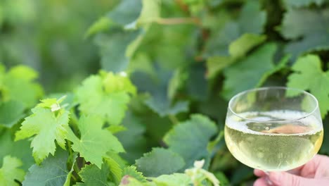 vino blanco siendo vertido en un vaso