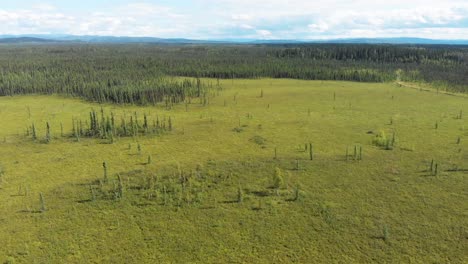 4k drone video of summer wilderness forest near fairbanks, alaska