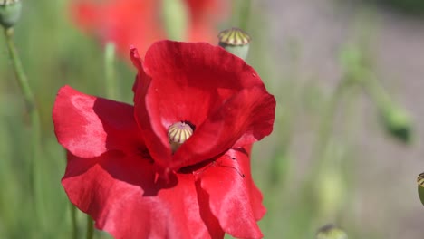 la amapola roja de primer plano