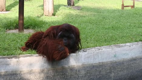 los primates orangutanes nativos de sumatra, en indonesia