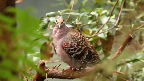 a common bronzewing bird perched on a branch