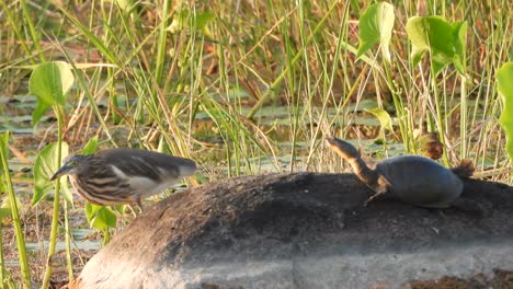 Tortuga-Y-Garza-En-El-área-Del-Estanque