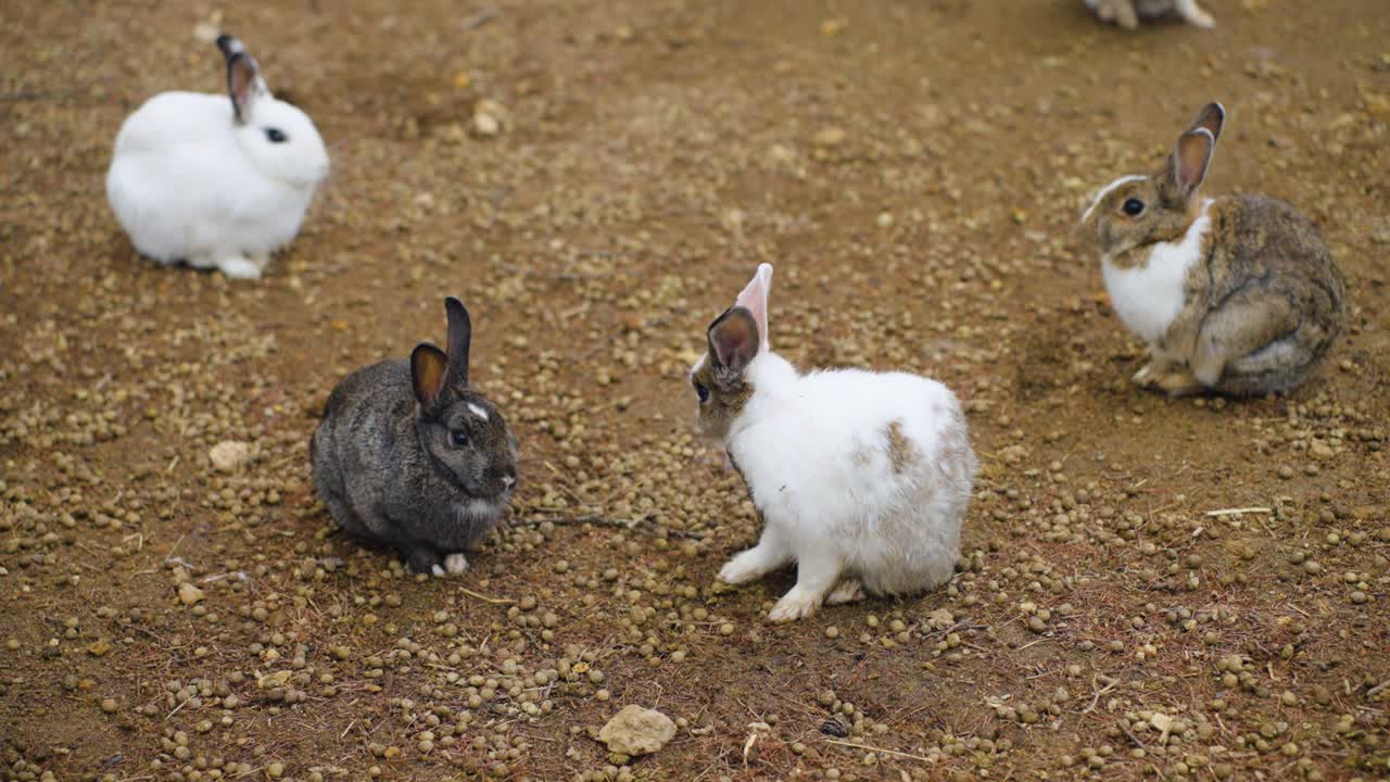 Group Of Domestic Rabbits Resting On The Rocky Ground In The Zoo. - wide shot