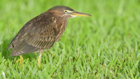 pequeño pájaro garza verde de pie en la hierba verde