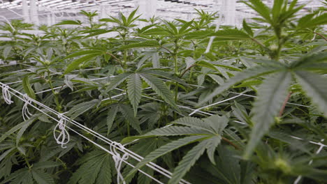 Tracking-shot-along-lush-cannabis-plants-in-Modern-Greenhouse,-California