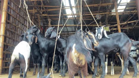 Goats-tied-with-a-string-around-their-necks-in-inhumane-conditions-in-bangladesh