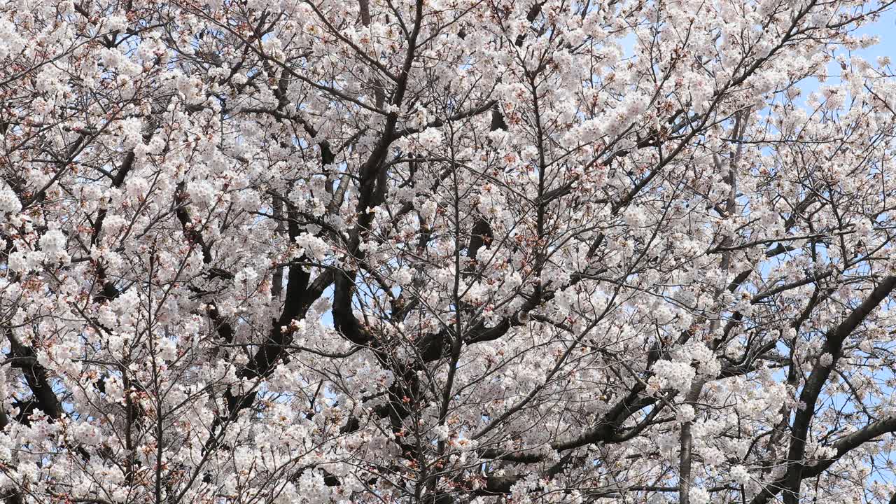Cherry blossom in full bloom in Tokyo, Japan