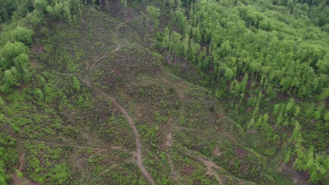 Aerial-where-public-forestry-illegally-cut-trees-in-Bosnia