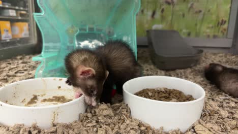 adorable ferret eats food in slow motion at a pet store