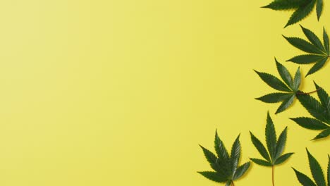 Video-of-marijuana-leaves-on-yellow-background