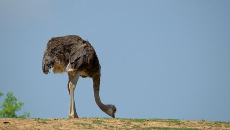 ostrich pecking food on the ground with blue sky in the background at summer