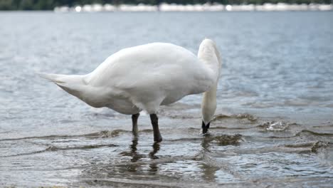 cisne blanco en el lago loch lomond cerca del pueblo de balloch con efecto de cámara lenta