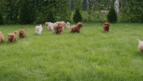 a group of cute maltipu puppies run through the green grass