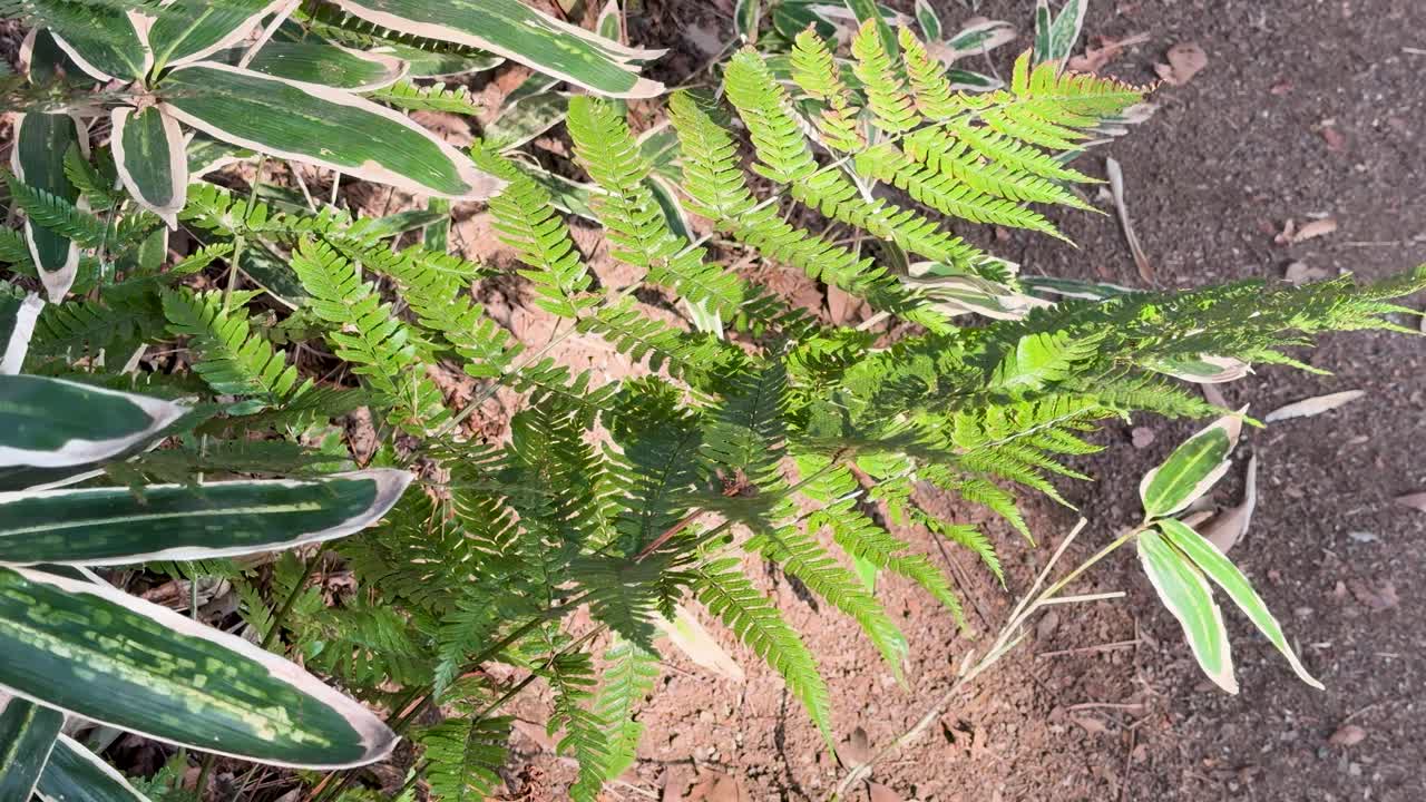 Samambaias verdes balançando suavemente em um jardim