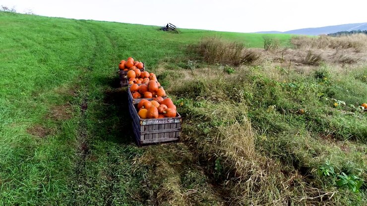orbite aérienne autour de citrouilles dans une poubelle dans un grand champ