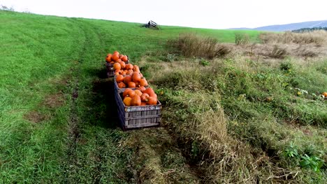 aerial orbit around pumpkins in a bin in a large field