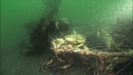 crabs in derelict cages off the coast of alaska