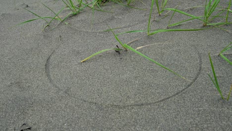 circular pattern in beach sand as wind gently sways grass