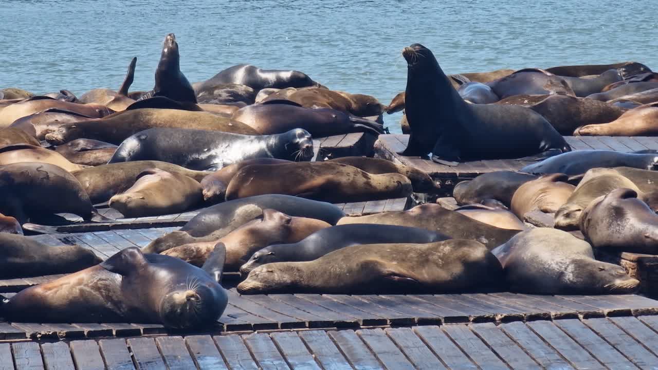 Colony of Sea Lions Sunbathing on Wooden Platform at Pier 39, San Francisco, California USA