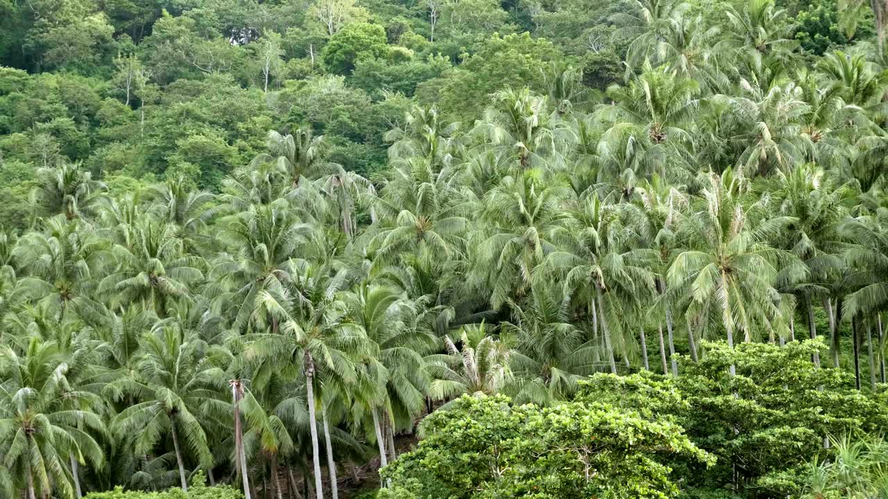 muchos cocoteros en las colinas cerca de la playa en phuket, tailandia