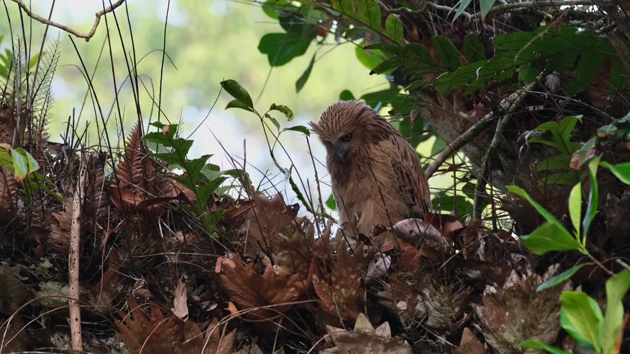 mirando a su derecha luego se vuelve para mirar hacia abajo a su nido luego extiende sus alas para estirarse, buffy fish-owl ketupa ketupu, juvenil, tailandia