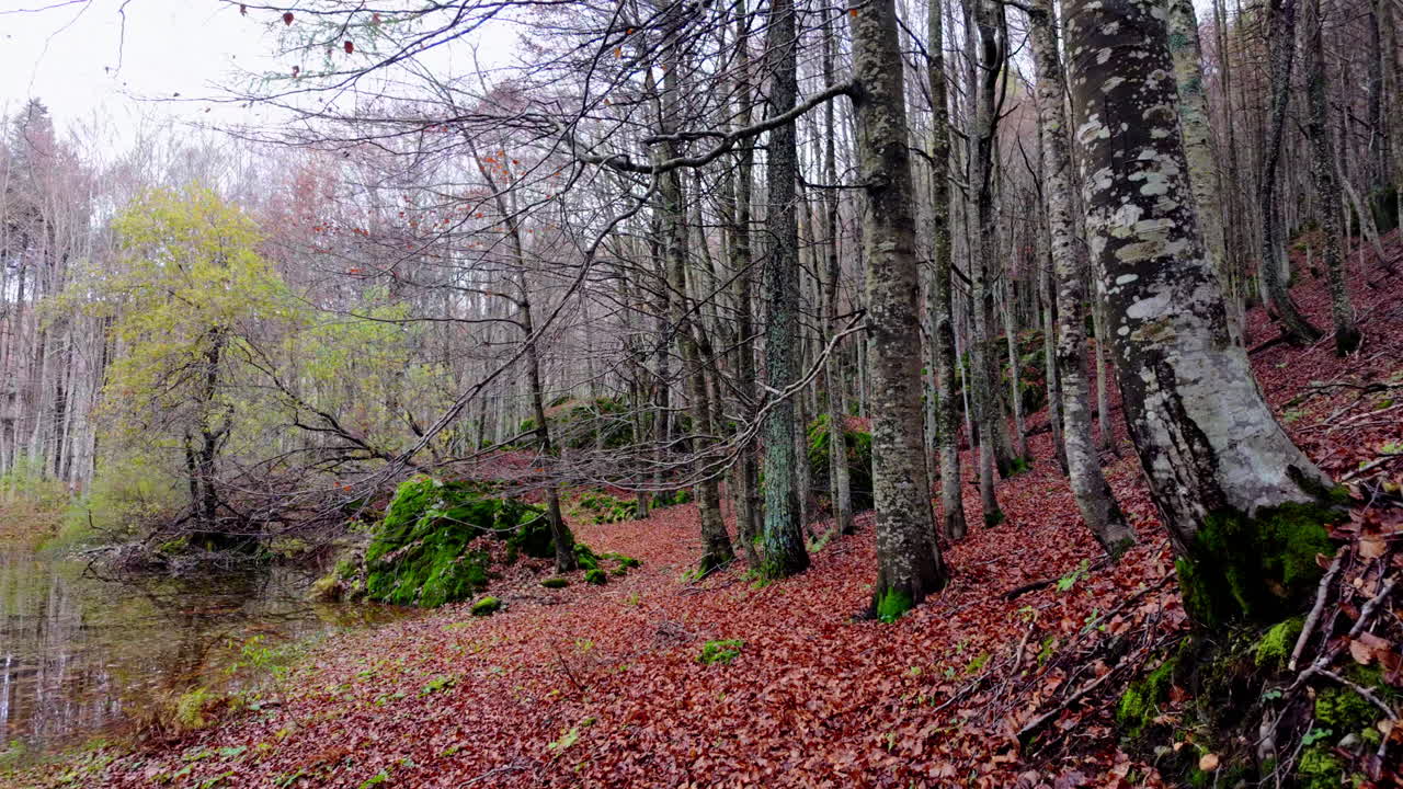 Serene autumn forest by a calm lake, vibrant leaves blanket the ground
