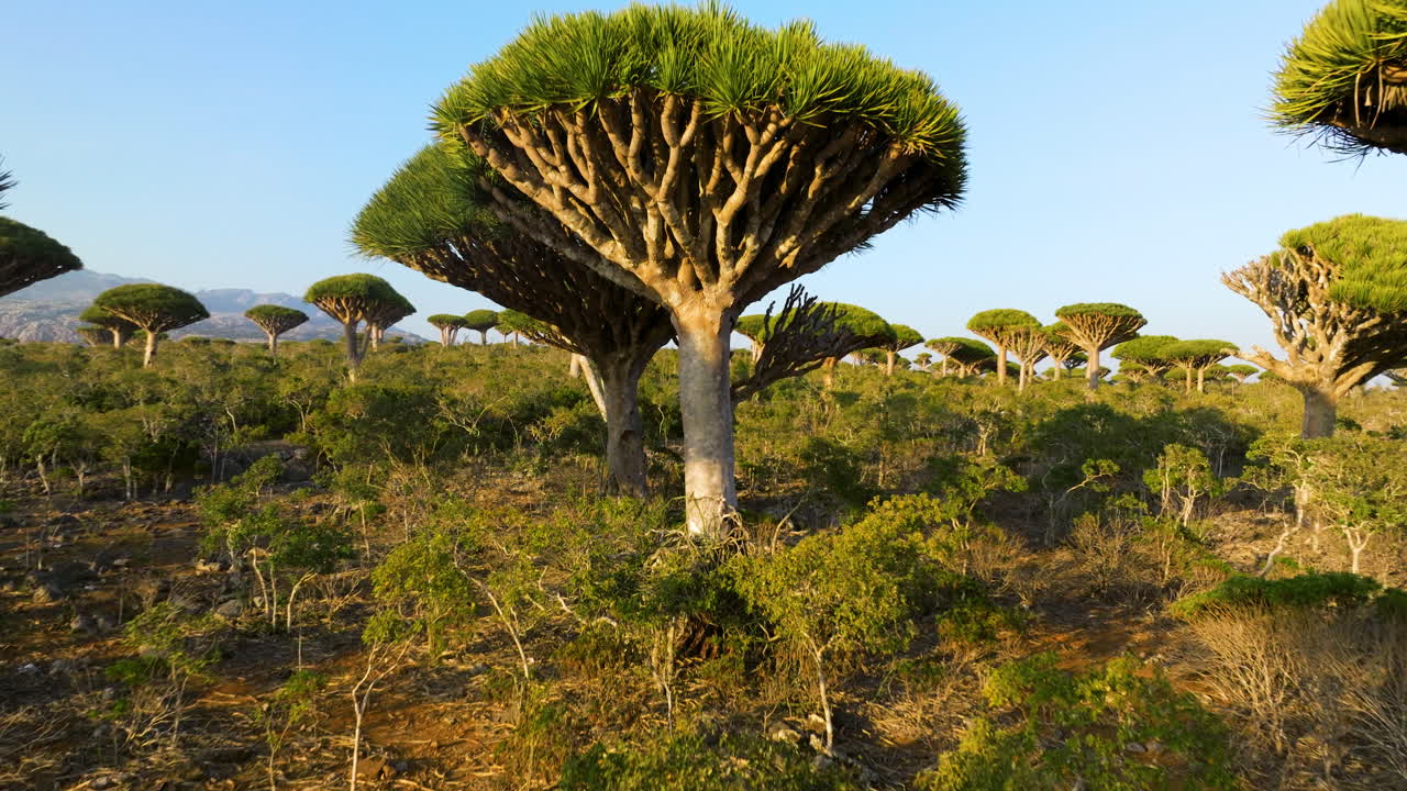 dracaena cinnabari en el bosque de firhmin, yemen - retirada aérea